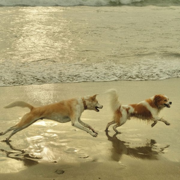 a dog walking on a beach