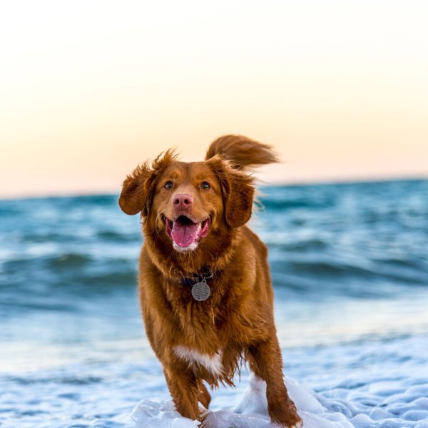 a dog sitting on a beach with a frisbee in its mouth