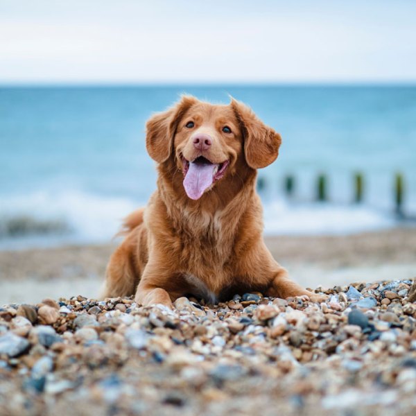 a dog sitting on top of a sandy beach