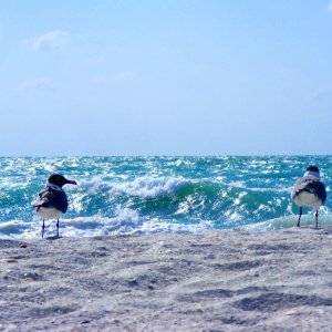 Two Seagulls on an ocean beach