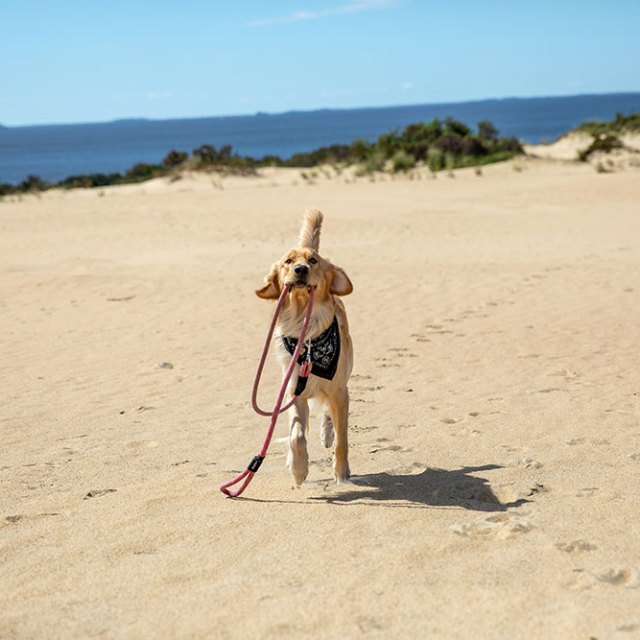a dog with a rope in its mouth on a sandy beach