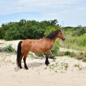 A brown horse standing on sandy ground with green bushes in the background.