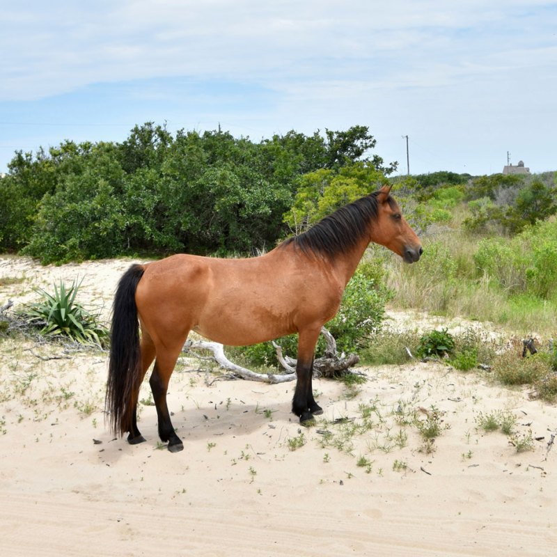 A brown horse standing on sandy ground with green bushes in the background.